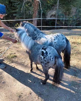 Pony