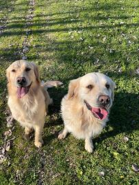 Cuccioli Golden Retriever