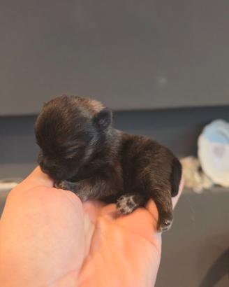 Spitz pomerania ENCI