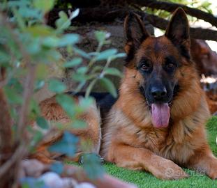 Pastore tedesco femmina