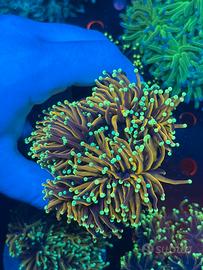 Coralli lps euphyllia