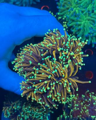 Coralli lps euphyllia