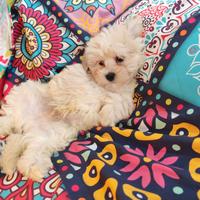 Maltipoo ultimi due cuccioli maschi coreani