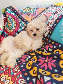 Maltipoo ultimi due cuccioli maschi coreani