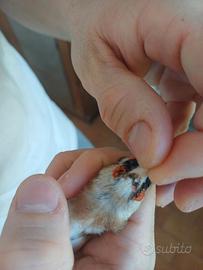 Cardellina favata riproduttrice