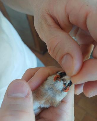 Cardellina favata riproduttrice