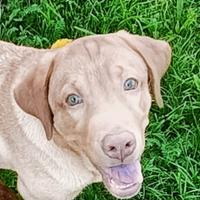 Labrador cucciolo