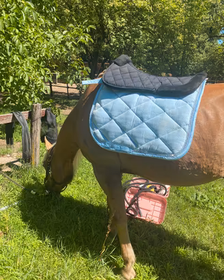 Coperte e accessori cavallo quarter horse
