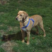 Labrador Retriever colore red-fox