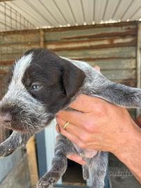 Cuccioli drahthaar