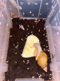 Achatina fulica jatdazi