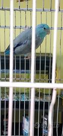 Forpus coelestis