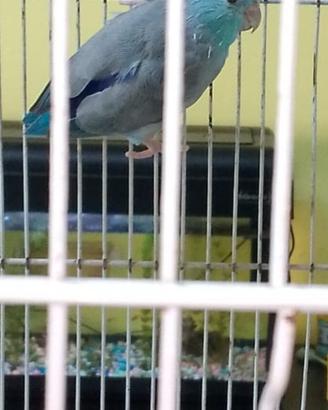 Forpus coelestis