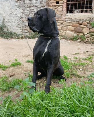 Cuccioli di Cane Corso