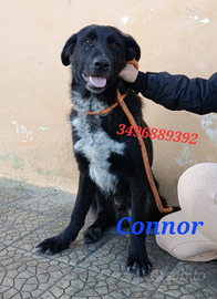 Connor da adottare-