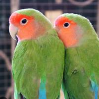 Inseparabili