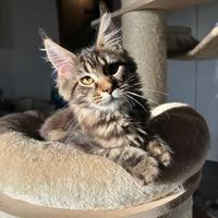 Cuccioli maine coon disponibili