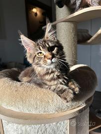 Cuccioli maine coon disponibili