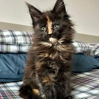 Cucciole Maine Coon
