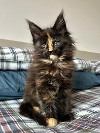 Cucciole Maine Coon