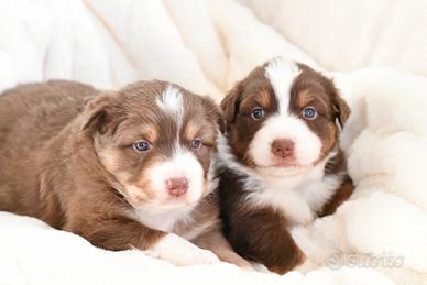 Cuccioli di Pastore Australiano