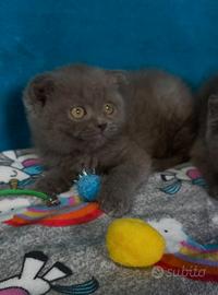 Gattino scottish fold blu