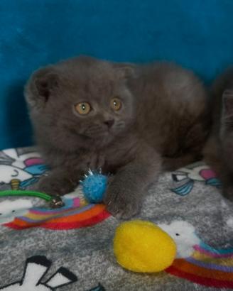 Gattino scottish fold blu