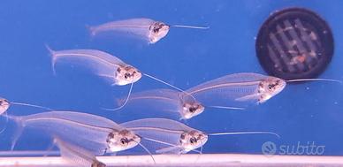 PESCI TROPICALI nuovi arrivi - Roma