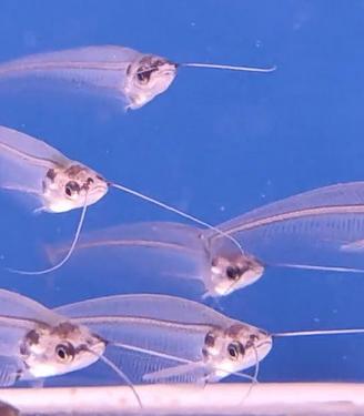 PESCI TROPICALI nuovi arrivi - Roma