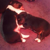 Cuccioli Pastore Australiano