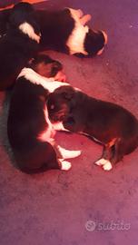 Cuccioli Pastore Australiano