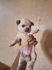 Chihuahua pedigree enci