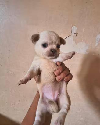 Chihuahua pedigree enci