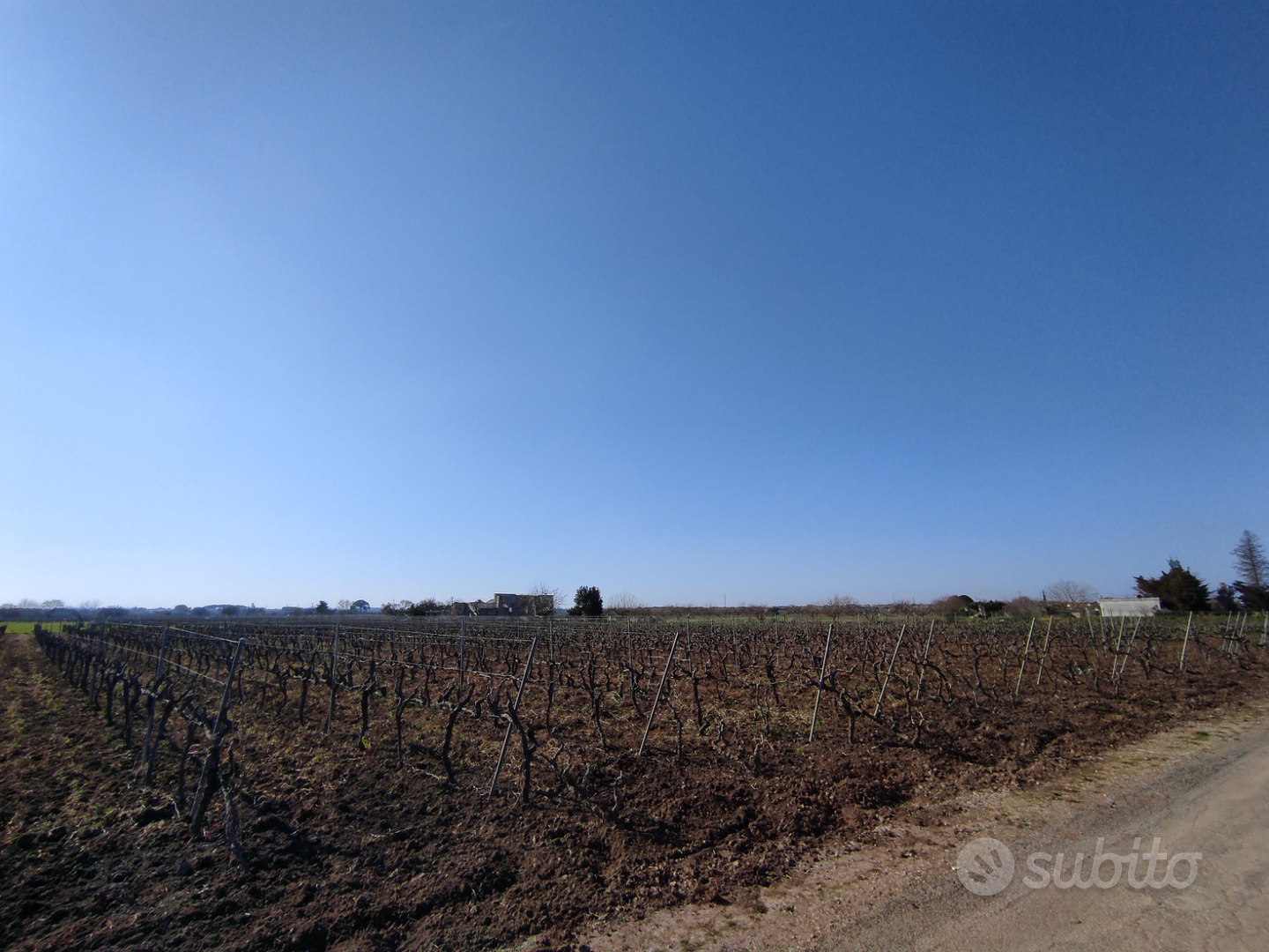 Terreno con vigneto - Vista 4