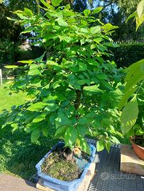 Bonsai carpino