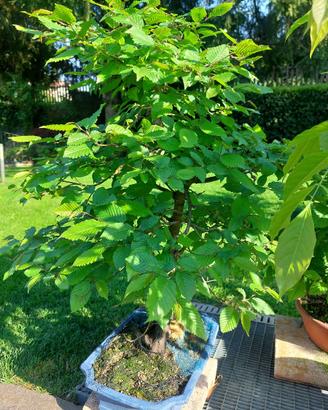 Bonsai carpino