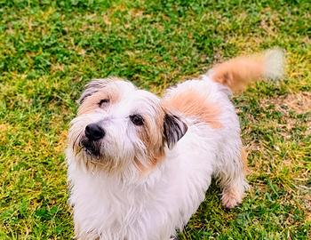 Jack Russell terrier accoppiamento