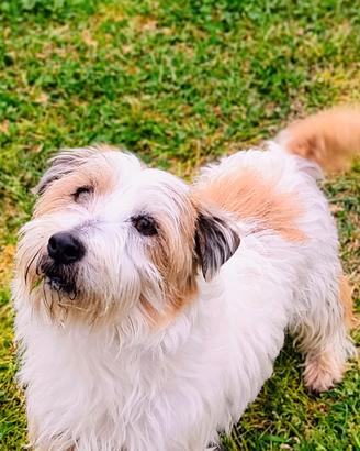 Jack Russell terrier accoppiamento
