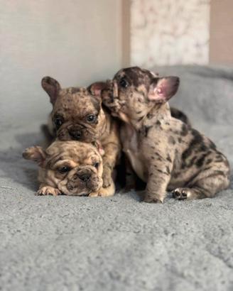 Bulldog francese exotico