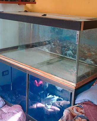 Acquario