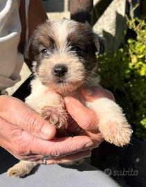 Jack Russell Terrier