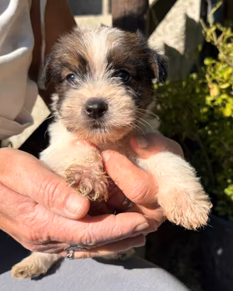 Jack Russell Terrier