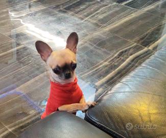 Zarr chihuahua mini Toy