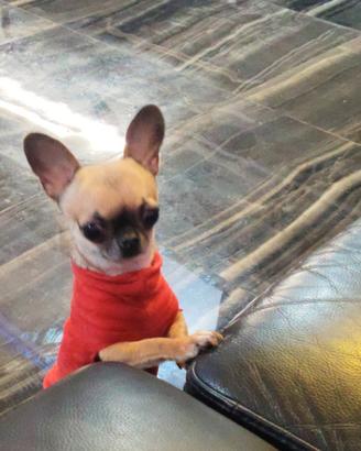 Zarr chihuahua mini Toy