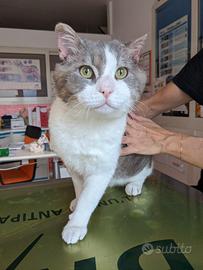 MICIO - gatto di 3 anni