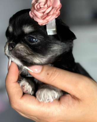 Chihuahua piccolissima