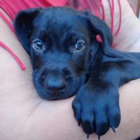 Cucciolo incrocio cane corso