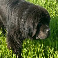 Cuccioli terranova disponibili