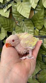 Pulli di parrocchetto dal collare