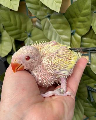 Pulli di parrocchetto dal collare